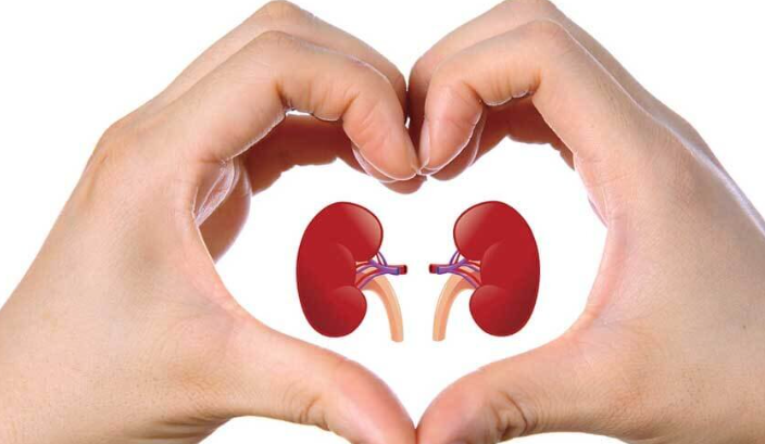 Is butchers broom safe for kidneys.png